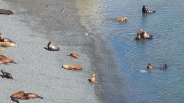 Güney Amerika Deniz Aslanları
