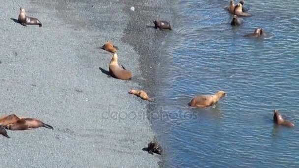 South American Sea Lions — Stock Video