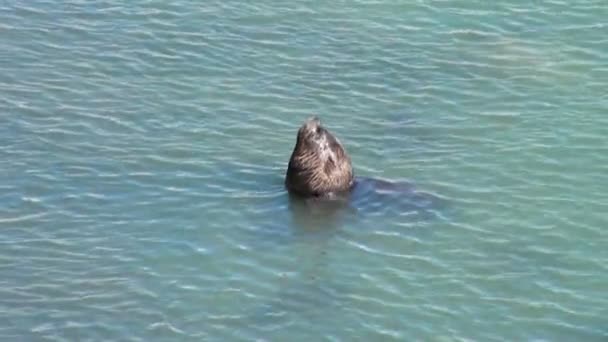 Lions de mer sud-américains — Video