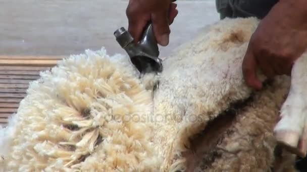 Sheep shearing - Traditional job — Stock Video