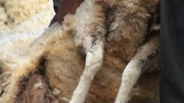 Sheep shearing - Traditional job — Stock Video