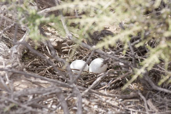 Яйця пінгвіна в гнізді — стокове фото