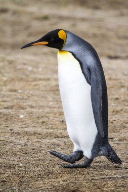 Kral penguen blöf Cove, Falkland Adaları