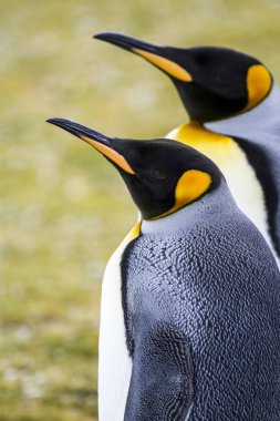 Kral penguen blöf Cove, Falkland Adaları