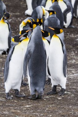Kral penguen blöf Cove, Falkland Adaları
