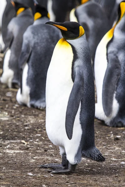 Rei Pinguim em Bluff Cove, Ilhas Malvinas — Fotografia de Stock