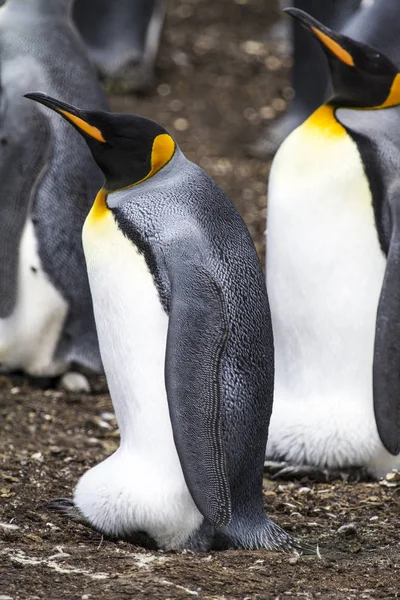Pingüino Rey en Bluff Cove, Islas Malvinas —  Fotos de Stock