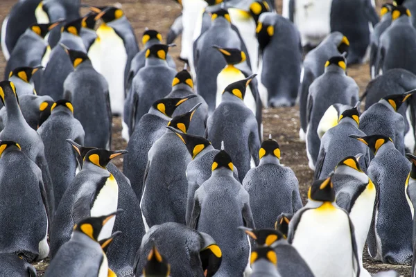 Pingüino Rey en Bluff Cove, Islas Malvinas — Foto de Stock