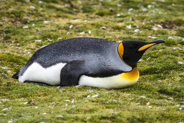 王企鹅在钝湾，福克兰群岛 — 图库照片