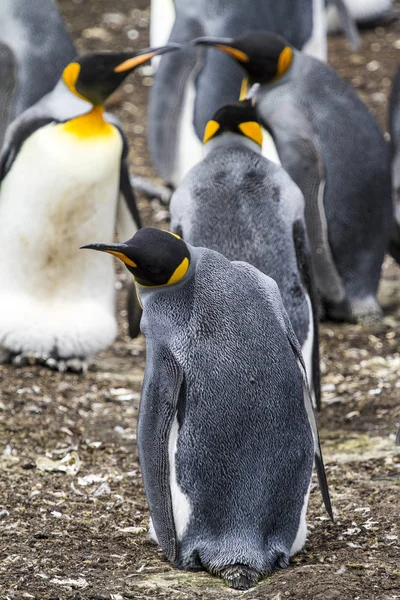 Pingüino Rey en Bluff Cove, Islas Malvinas — Foto de Stock