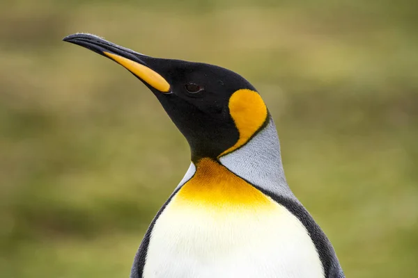 Kung pingvin i Bluff Cove, Falklandsöarna — Stockfoto