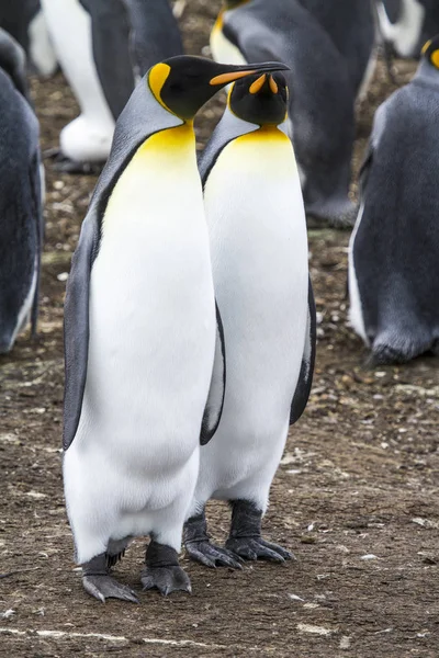 Король Пингвин в Бухте Блафф, Фолклендские острова — стоковое фото