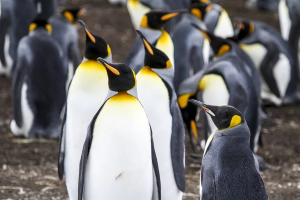 Pingouin roi à Bluff Cove, îles Malouines — Photo