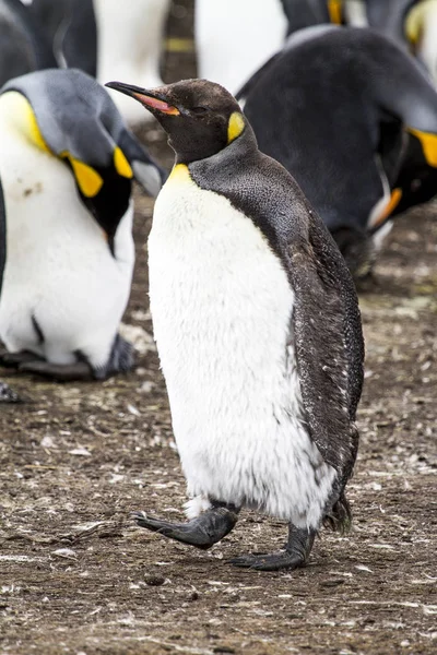 Pingwin Królewski w Bluff Cove, Falklandy (Malwiny) — Zdjęcie stockowe
