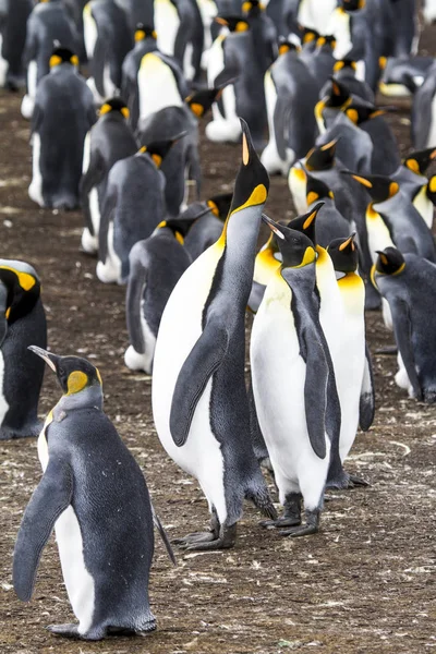 Pingüino Rey en Bluff Cove, Islas Malvinas —  Fotos de Stock