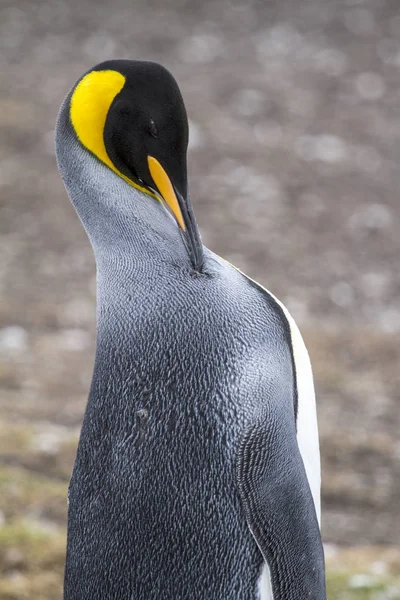 Pingüino Rey en Bluff Cove, Islas Malvinas —  Fotos de Stock