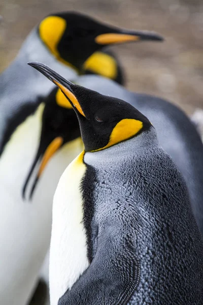 Kung pingvin i Bluff Cove, Falklandsöarna — Stockfoto