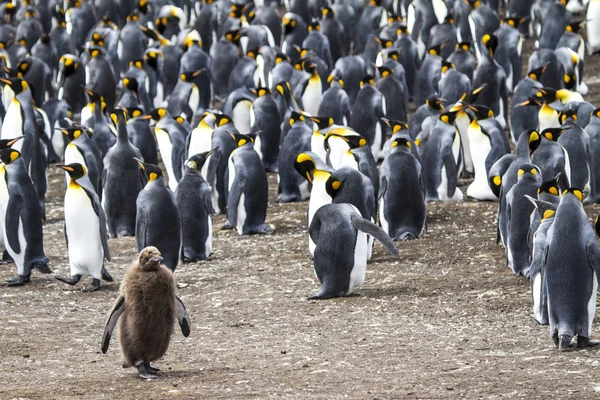 Tučňák patagonský v Bluff Cove, Falklandské ostrovy — Stock fotografie