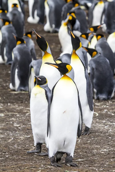 Pingouin roi à Bluff Cove, îles Malouines — Photo