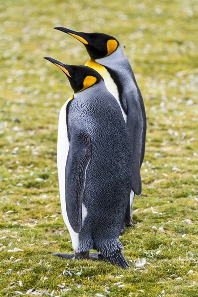 Rei Pinguim em Bluff Cove, Ilhas Malvinas — Fotografia de Stock