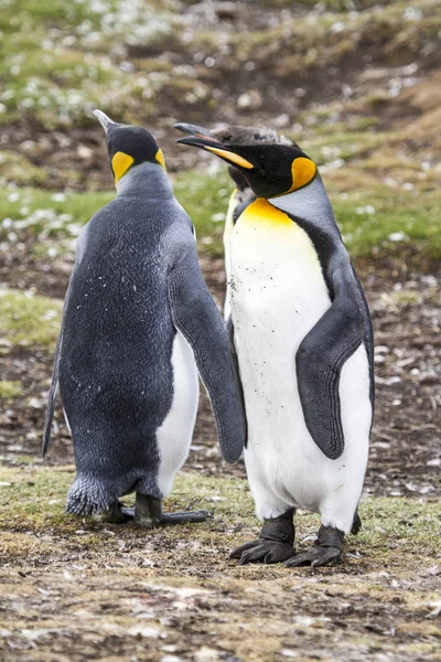 Király pingvin blöff Cove, Falkland-szigetek — Stock Fotó
