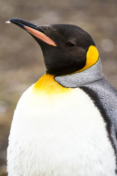 King Penguin i Bluff Cove på Falklandsøyene – stockfoto