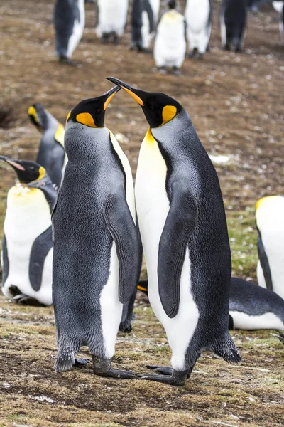 Rei Pinguim em Bluff Cove, Ilhas Malvinas — Fotografia de Stock