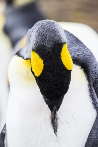 Kung pingvin i Bluff Cove, Falklandsöarna — Stockfoto