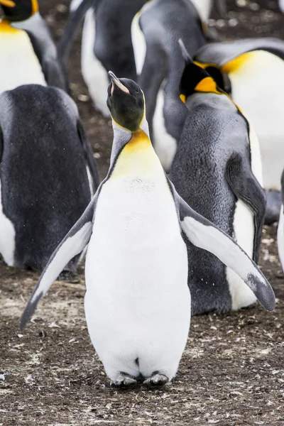 王企鹅在钝湾，福克兰群岛 — 图库照片