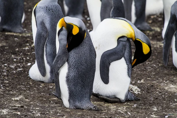 Pingouin roi à Bluff Cove, îles Malouines — Photo