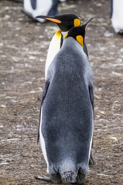 Pingüino Rey en Bluff Cove, Islas Malvinas —  Fotos de Stock