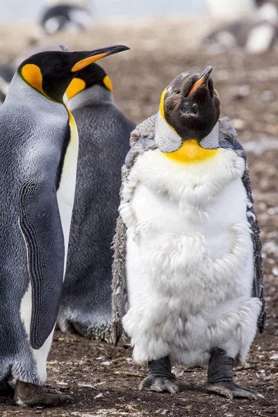 Pingüino rey en las islas Malvinas — Foto de Stock