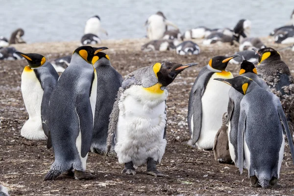 国王企鹅在福克兰群岛 — 图库照片