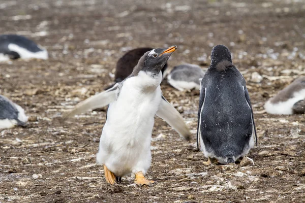 Gentoo Penguin Colony — Stock Photo, Image
