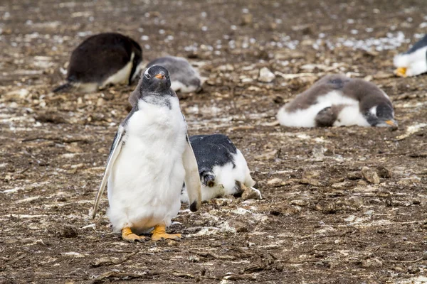 Colônia de pinguins Gentoo — Fotografia de Stock