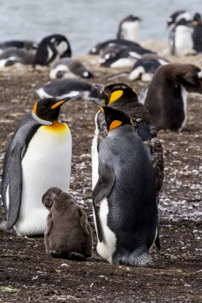Král tučňák v Falklandské ostrovy — Stock fotografie