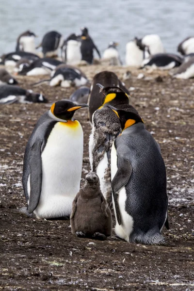 Pingouin roi dans les îles Falkland — Photo