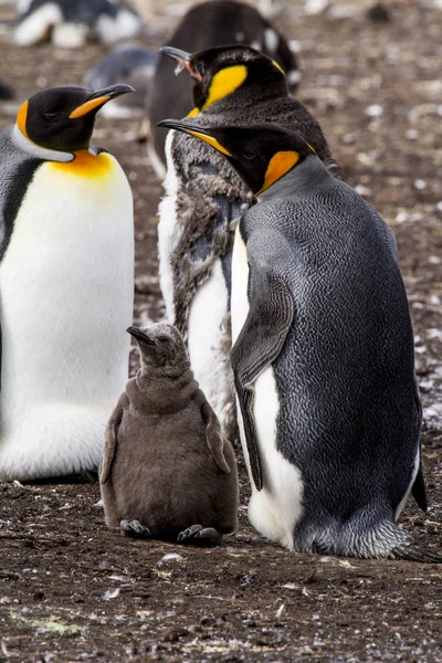 Pingüino rey en las islas Malvinas — Foto de Stock