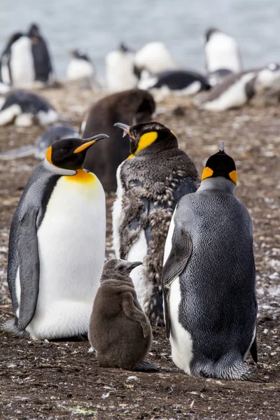 Pinguino reale nelle isole Falkland — Foto Stock