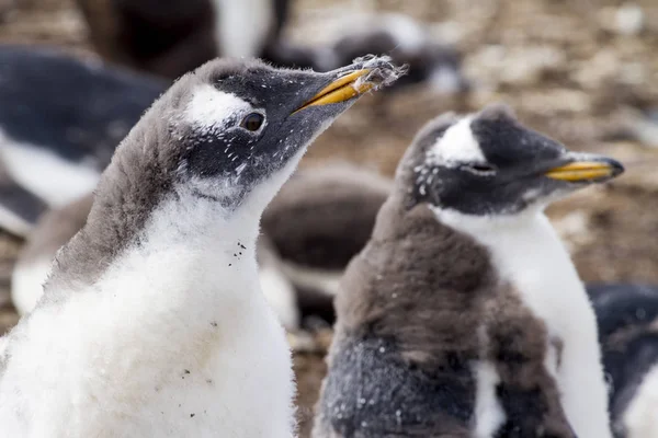 Kolonie tučňáků Gentoo — Stock fotografie