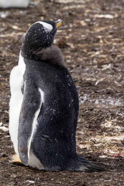 Colonia de pingüinos Gentoo —  Fotos de Stock
