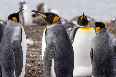 Kral penguen falkland Adaları