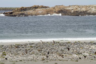 Penguenler - Macellan ve Gentoo