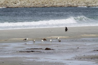 Penguenler - Macellan ve Gentoo