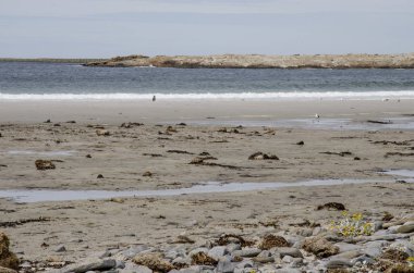 Penguenler - Macellan ve Gentoo