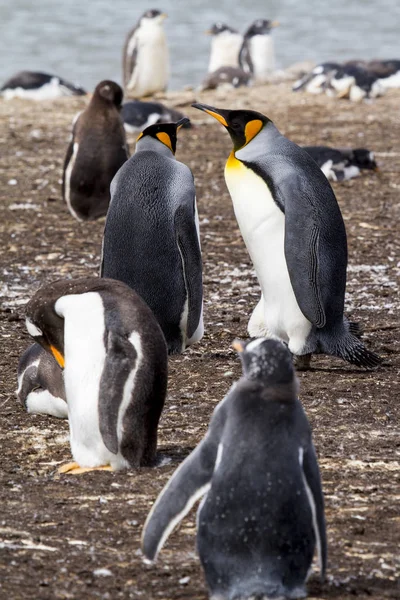 Kung pingvin i Falklandsöarna — Stockfoto