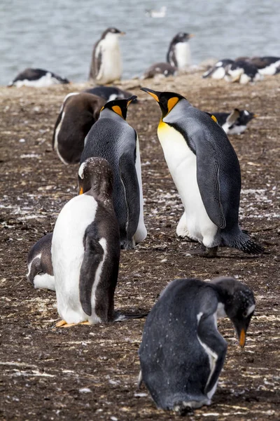 Pinguim-rei nas ilhas Malvinas — Fotografia de Stock