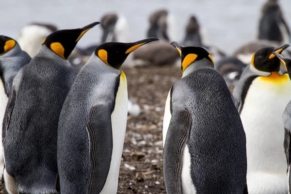 Pingüino rey en las islas Malvinas —  Fotos de Stock