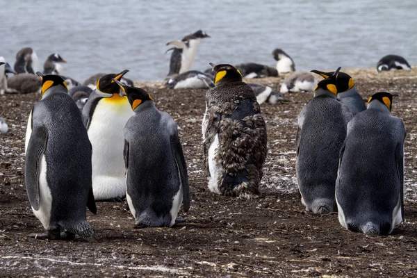 Král tučňák v Falklandské ostrovy — Stock fotografie