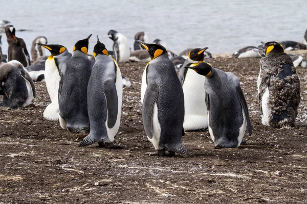 Pinguim-rei nas ilhas Malvinas — Fotografia de Stock